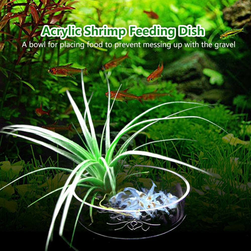 Acrylic Shrimp Feeding Dish Tr - Aquarium Fish Beautiful recension och pris