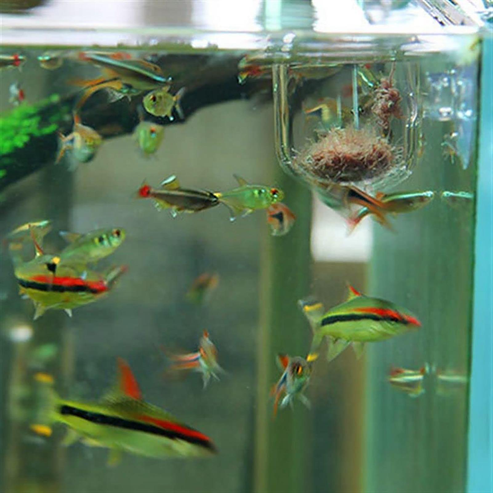 Plant Holder for Fish Tank Cle - Aquarium Fish Beautiful recension och pris